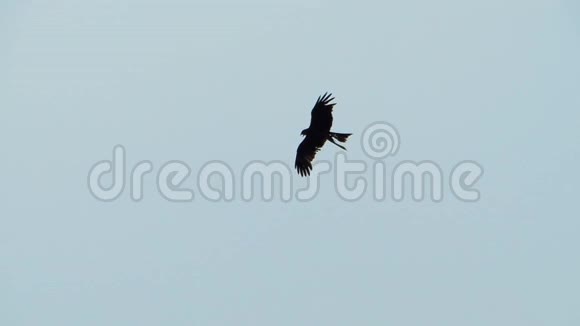 白天在蓝天和阳光照射下飞翔的印度斑鹰视频的预览图