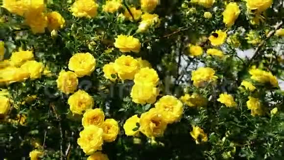 阳光明媚的风日黄色的开花狗草视频的预览图