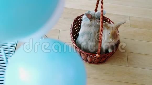 复活节快乐兔子在篮子里视频的预览图