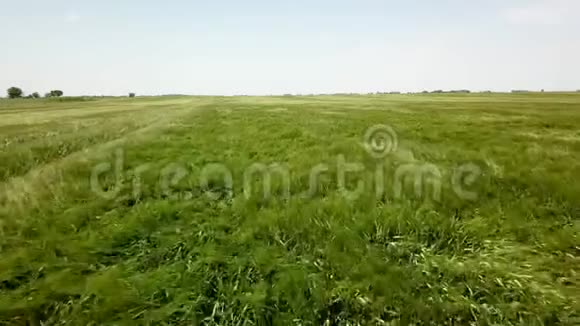空中飞过大片绿色的麦田绿色麦田景观视频的预览图