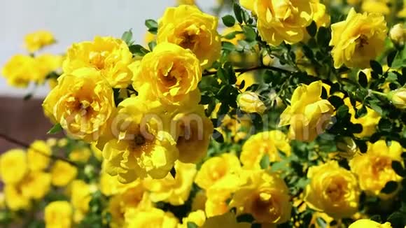 阳光明媚的风日黄色的开花狗草视频的预览图