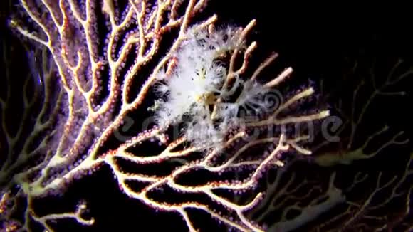 水装饰器蟹海带着一些来自拉贾安帕特的水珊瑚尖视频的预览图
