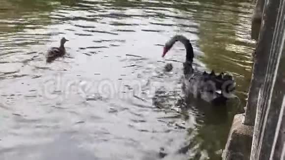 一只黑天鹅和一些野鸭在河里游泳视频的预览图
