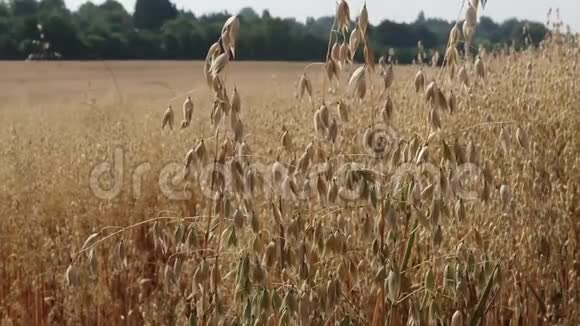 微风吹拂的燕麦作物近景视频的预览图