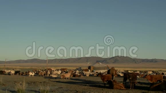 早晨蒙古游牧民族一家的一只羊和一只母羊在前面视频的预览图