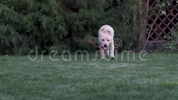 小狗沿着草地跑嘴里叼着玩具视频的预览图