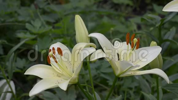 盛开的黄色百合花视频的预览图