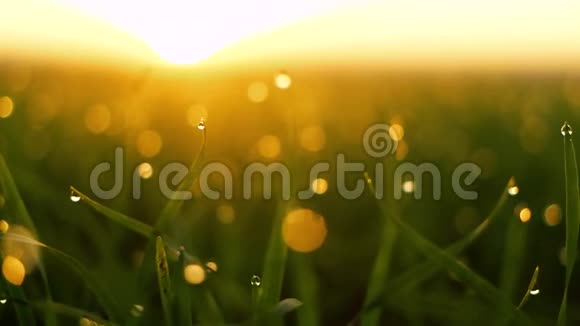 清新的春天绿草带着露水在清晨的阳光下平滑的运动视频的预览图