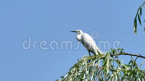 白色的白鹭坐在有蓝天背景的柳树上警觉地环顾四周大白鹭降落在树顶上视频的预览图