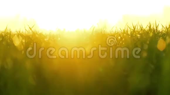 清新的春天绿草带着露水在清晨的阳光下平滑的运动视频的预览图
