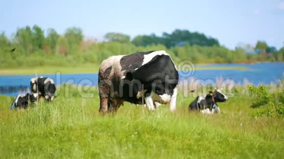 在阳光明媚的日子里奶牛在河边的草地上放牧视频的预览图