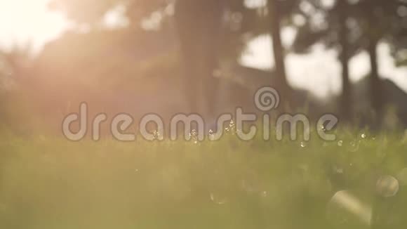 女孩在日出中奔跑视频的预览图