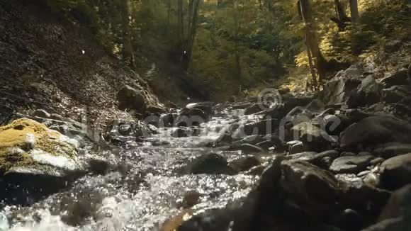 森林河流视频的预览图