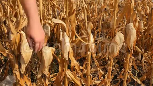 农民调查玉米田的进展采摘玉米视频的预览图