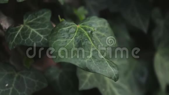灌木丛中的叶子随风移动视频的预览图