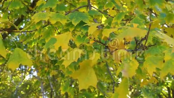 公园树枝上秋黄的叶子视频的预览图