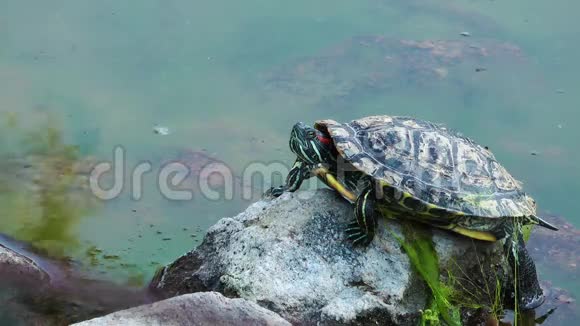 乌龟在石头上视频的预览图