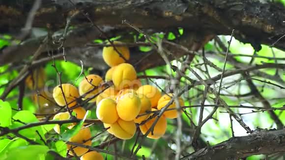 成熟的杏树枝特写夏季花园有机成熟收获果实视频的预览图
