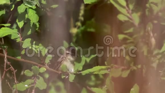 边缘莺棘头蛇在阳光明媚的一天在灌木丛中唱歌苏格兰七月下午视频的预览图