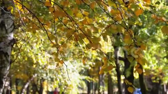 公园树枝上秋黄的叶子视频的预览图