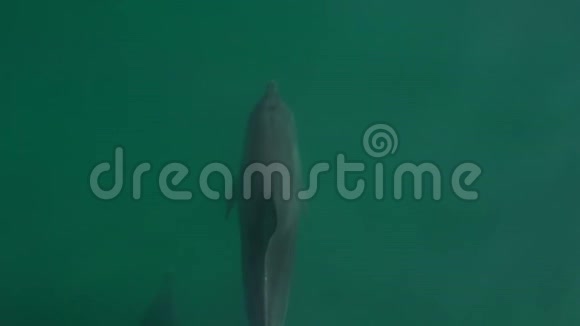 四只海豚的慢镜头视频的预览图