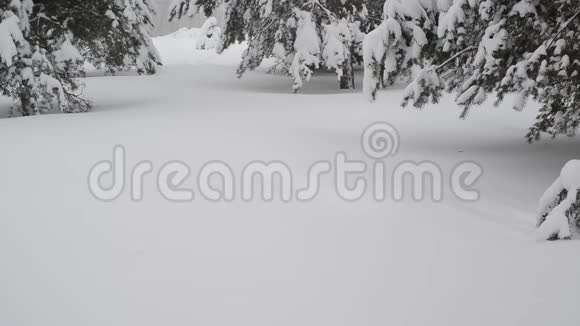 降雪期间云杉林的碎片视频的预览图