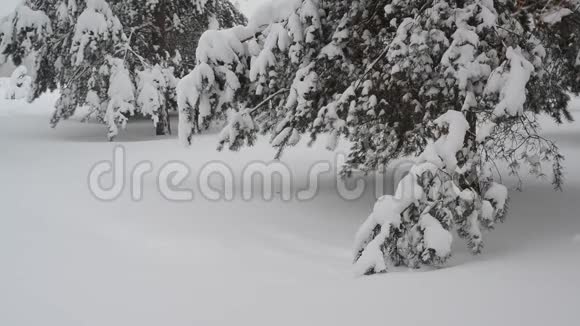 降雪期间云杉林的碎片视频的预览图