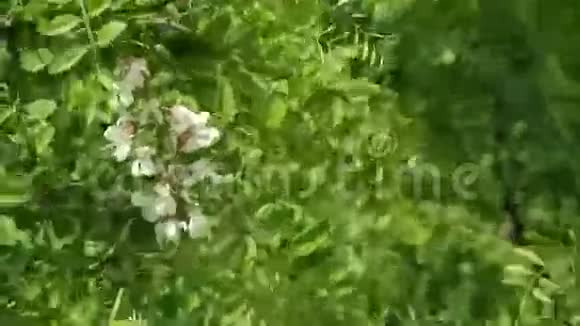 白相思的花朵视频的预览图