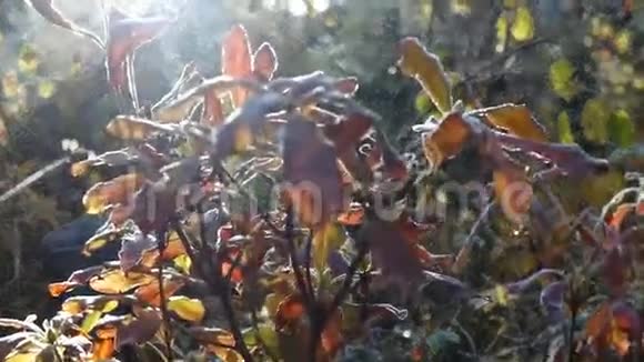 有花霜叶子的灌木视频的预览图