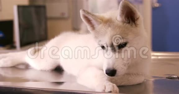 可爱的狗躺在桌子上视频的预览图