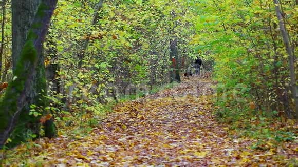 秋天公园里带狗的徒步旅行者视频的预览图