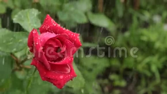 红玫瑰雨落在玫瑰上视频的预览图