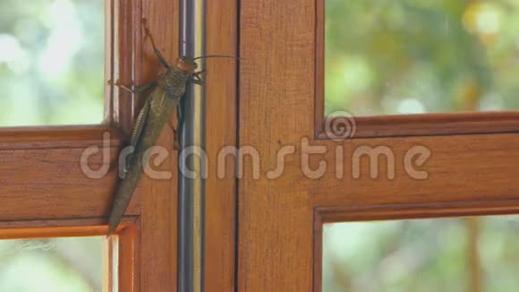 螳螂爬在窗户上视频的预览图