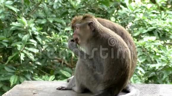 猴子吃水果视频的预览图