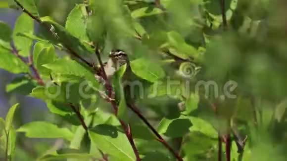 边缘莺棘头蛇在阳光明媚的一天在灌木丛中唱歌苏格兰七月下午视频的预览图