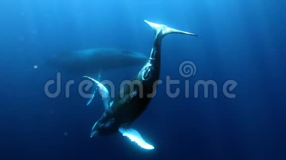 年轻的座头鲸幼鲸与母亲水下在蓝色海洋的罗卡帕蒂达视频的预览图
