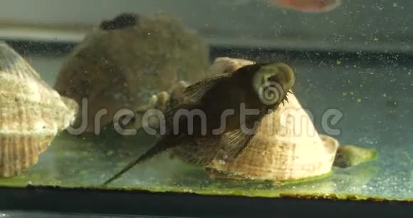 水族馆的一个鲶鱼清洁器的嘴它清洁玻璃吃上面的藻类视频的预览图