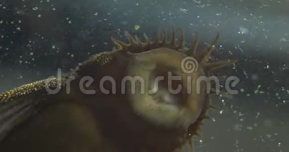 水族馆的一个鲶鱼清洁器的嘴它清洁玻璃吃上面的藻类视频的预览图