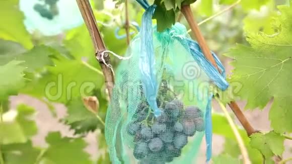 葡萄园中成熟的蓝葡萄一束成熟多汁的浆果准备在秋天收获垂直全景视频的预览图