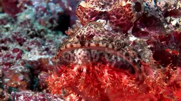 马尔代夫海底有毒鲜红色的狮子鱼蝎子视频的预览图