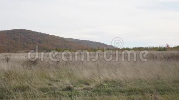 风中的干草在群山的背景下视频的预览图