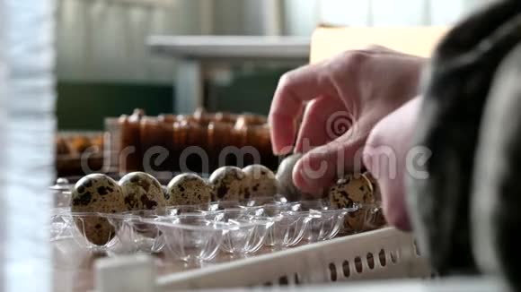 蛋壳塑料工人分拣包装鹌鹑视频的预览图