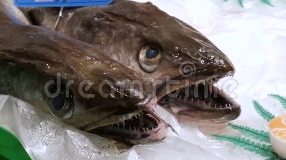 一条长牙的大鱼的头它躺在鱼市柜台的冰上新鲜市场的海鲜视频的预览图