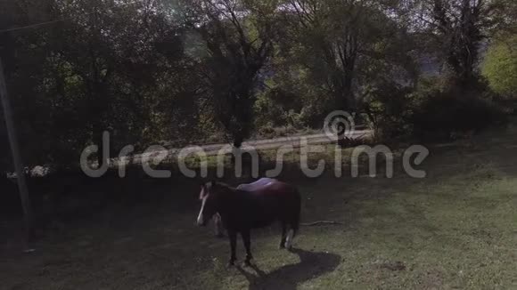 美丽的马在齐亚农场的绿草如茵的大牧场上自由放牧视频的预览图