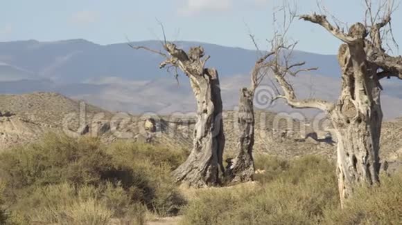 山中央的孤独沙漠树视频的预览图