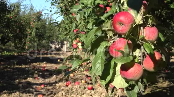 果园里满是成熟的苹果和盛满水果的容器改变焦点4K视频的预览图