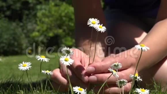 女人的手从草坪上摘小雏菊4K视频的预览图