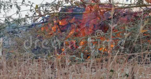 大自然燃烧灌木丛树枝绿草干芦苇燃烧一秒钟就有强烈的火焰黑暗视频的预览图