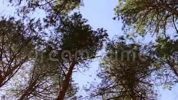 摇曳的树梢从下往上看仰望摇曳的松树顶映衬着湛蓝的天空视频的预览图