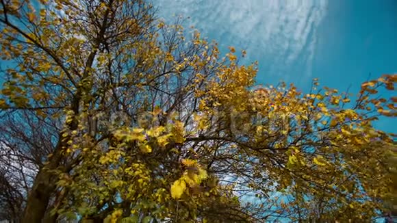 秋树和天空视频的预览图